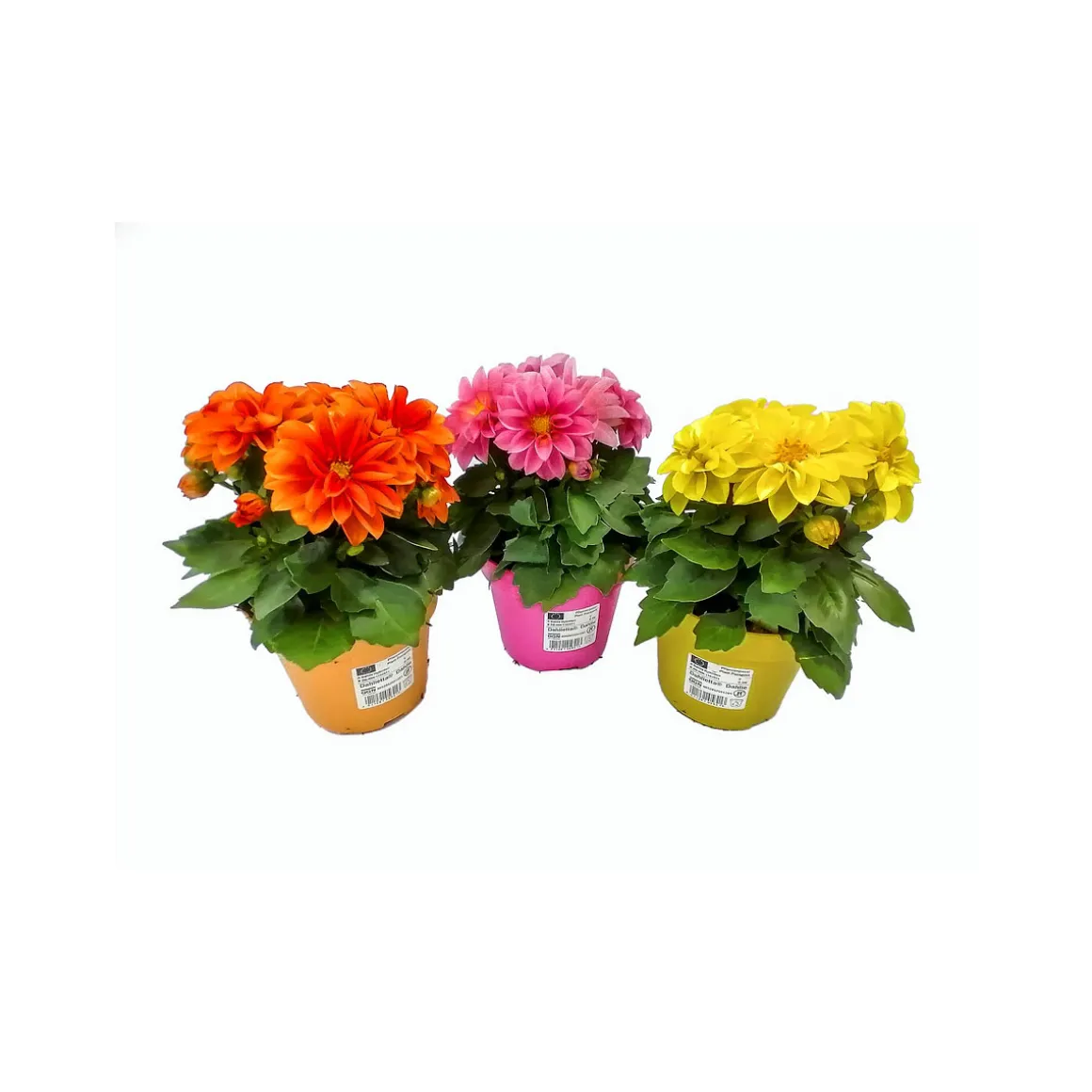 Plantiflor Dahlien verschiedene Farben T13