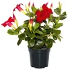 Plantiflor Dipladenie Busch T10,5 verschiedene Farben