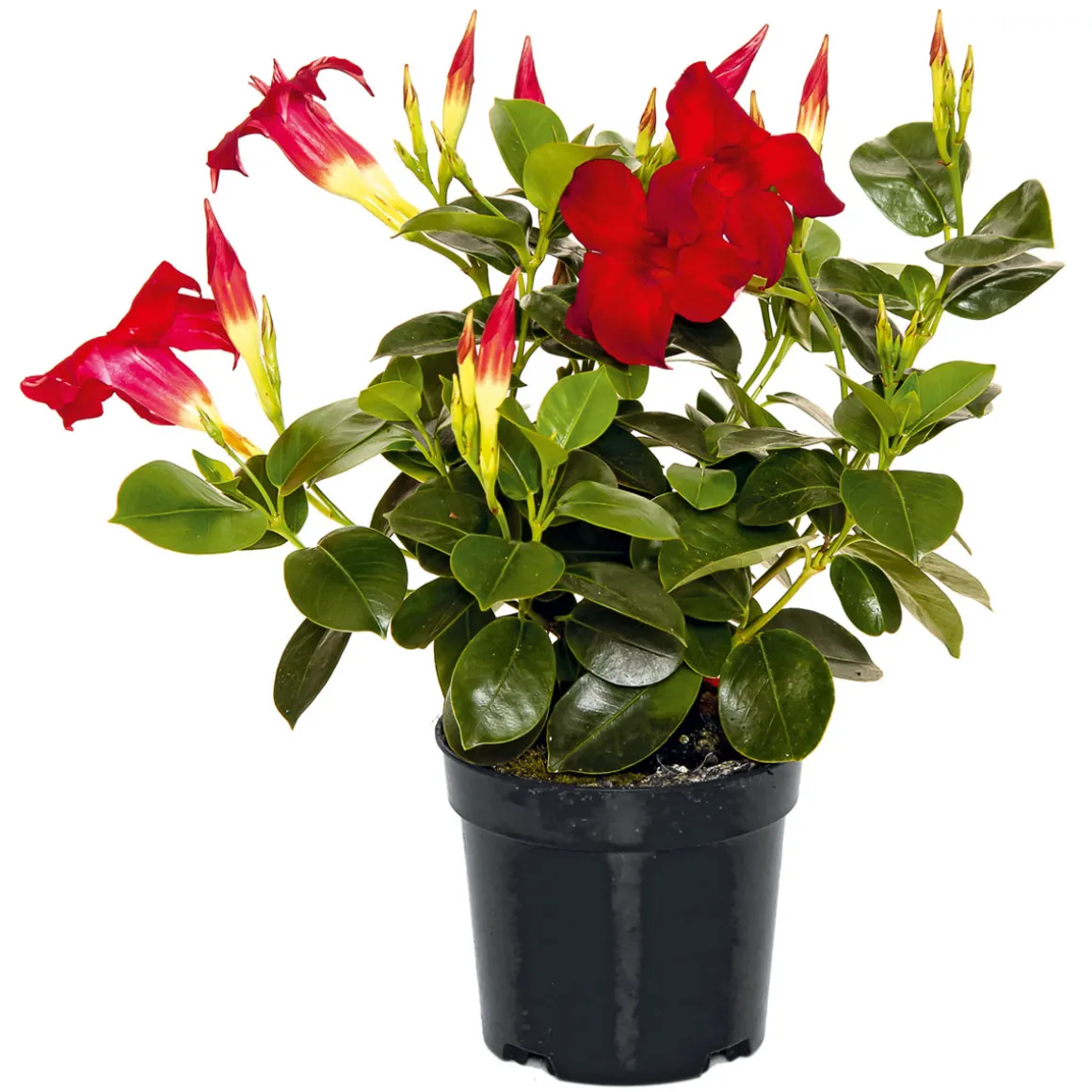 Plantiflor Dipladenie Busch T10,5 verschiedene Farben