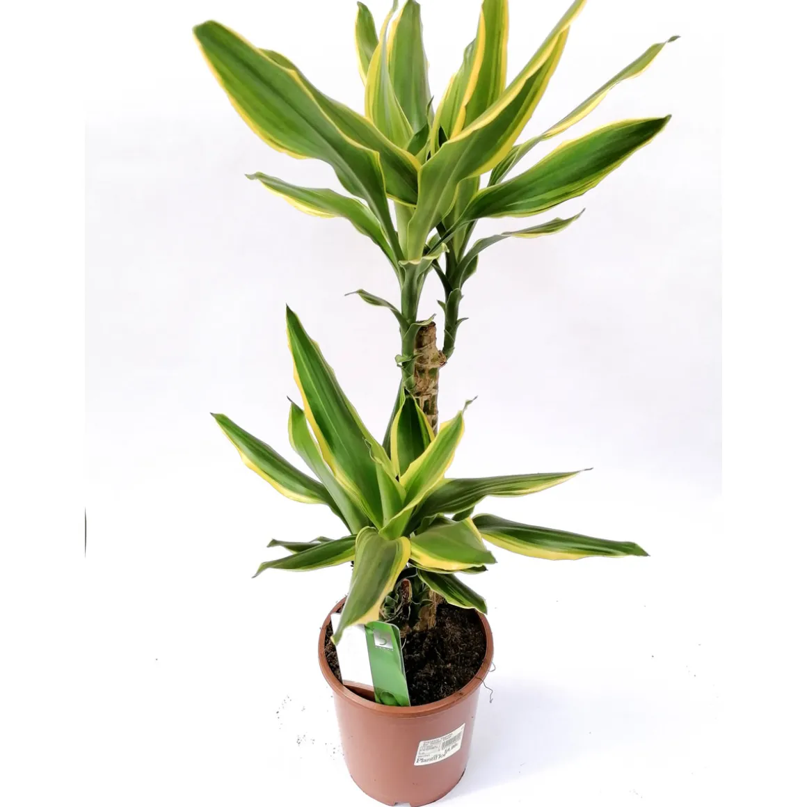 Plantiflor Drachenbaum Gold Coast 2er-Tuff T17