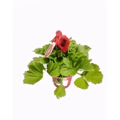 Plantiflor Edelgeranie rot T12