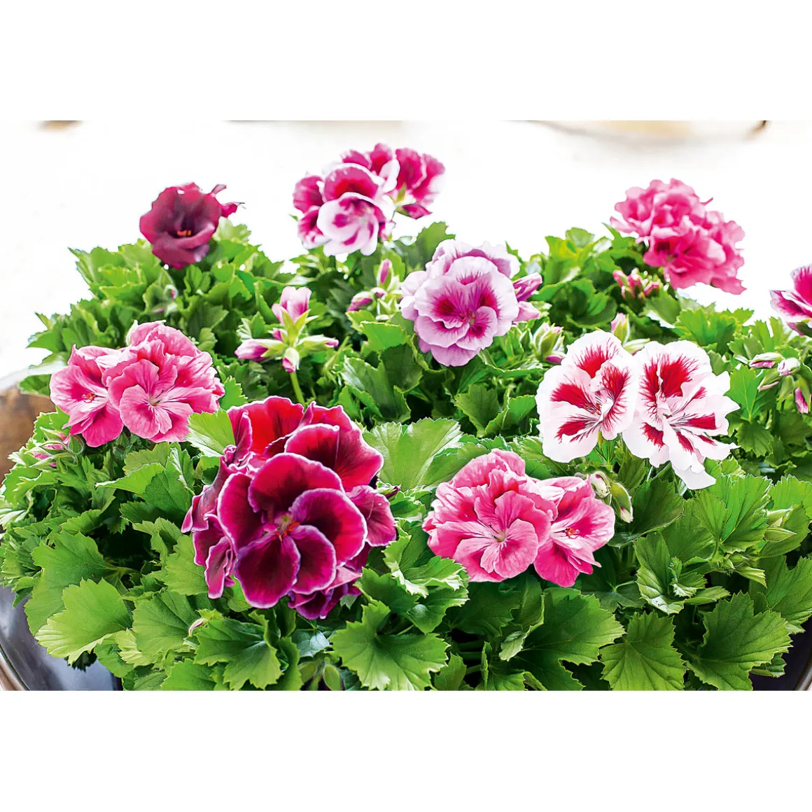 Plantiflor Edelgeranie Topf- Durchmesser 12 cm