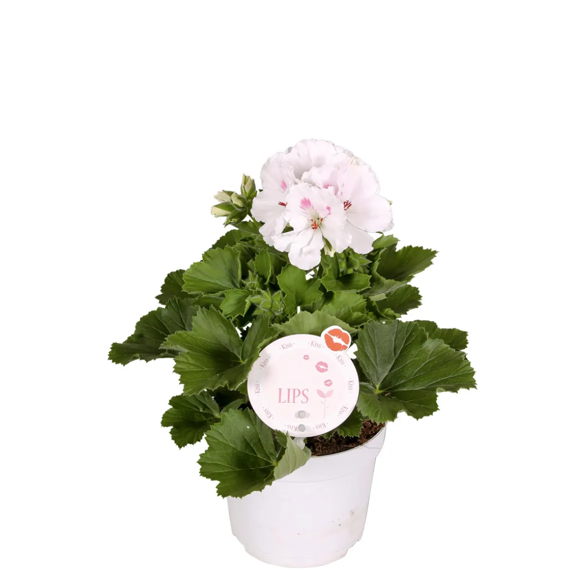 Plantiflor Edelgeranie Topf- Durchmesser 12 cm