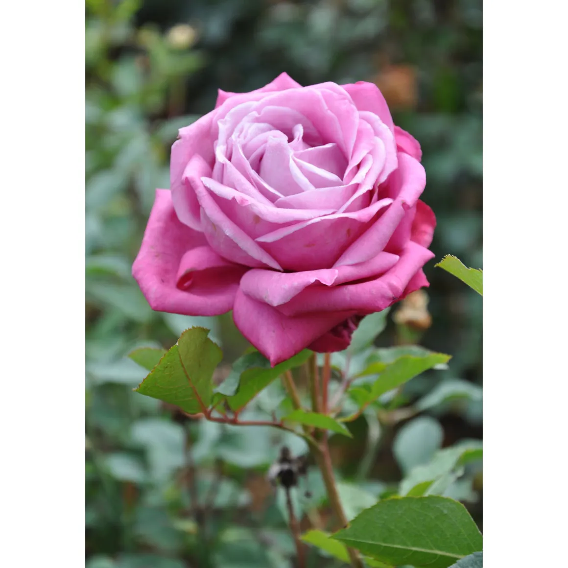 Plantiflor Edelrose Lila Topf Durchmesser 19 cm