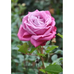 Plantiflor Edelrose Lila Topf Durchmesser 23 cm