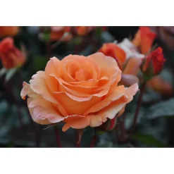 Plantiflor Edelrose Orange Topf Durchmesser 19 cm