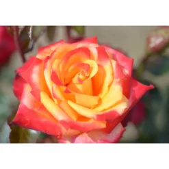 Plantiflor Edelrose Zweifarbig Topf Durchmesser 23 cm