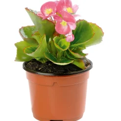 Plantiflor Eisbegonie Topf Durchmesser 10,5 cm