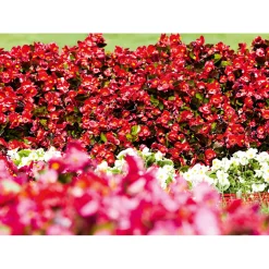 Plantiflor Eisbegonie Topf Durchmesser 10,5 cm