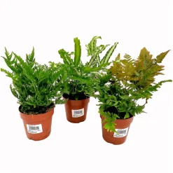 Plantiflor Farn-Mix T12