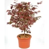 Plantiflor Fächerahorn im Topf Durchmesser 19 cm