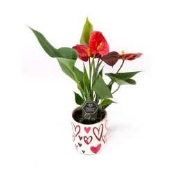 Plantiflor Flamingoblume rot T7
