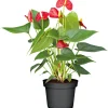 Plantiflor Flamingo-Blume Pink T14