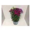 Plantiflor Flammenblume 3-farbig Lila