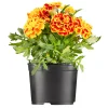 Plantiflor Französische Ringelblume Durchmesser 13 cm
