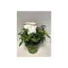 Plantiflor Freiland-Hortensie Runaway Bride C6