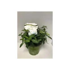 Plantiflor Freiland-Hortensie Runaway Bride C6
