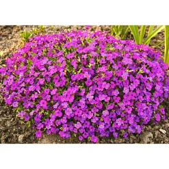 Plantiflor Frühlingsstauden Topf Durchmesser 11 cm