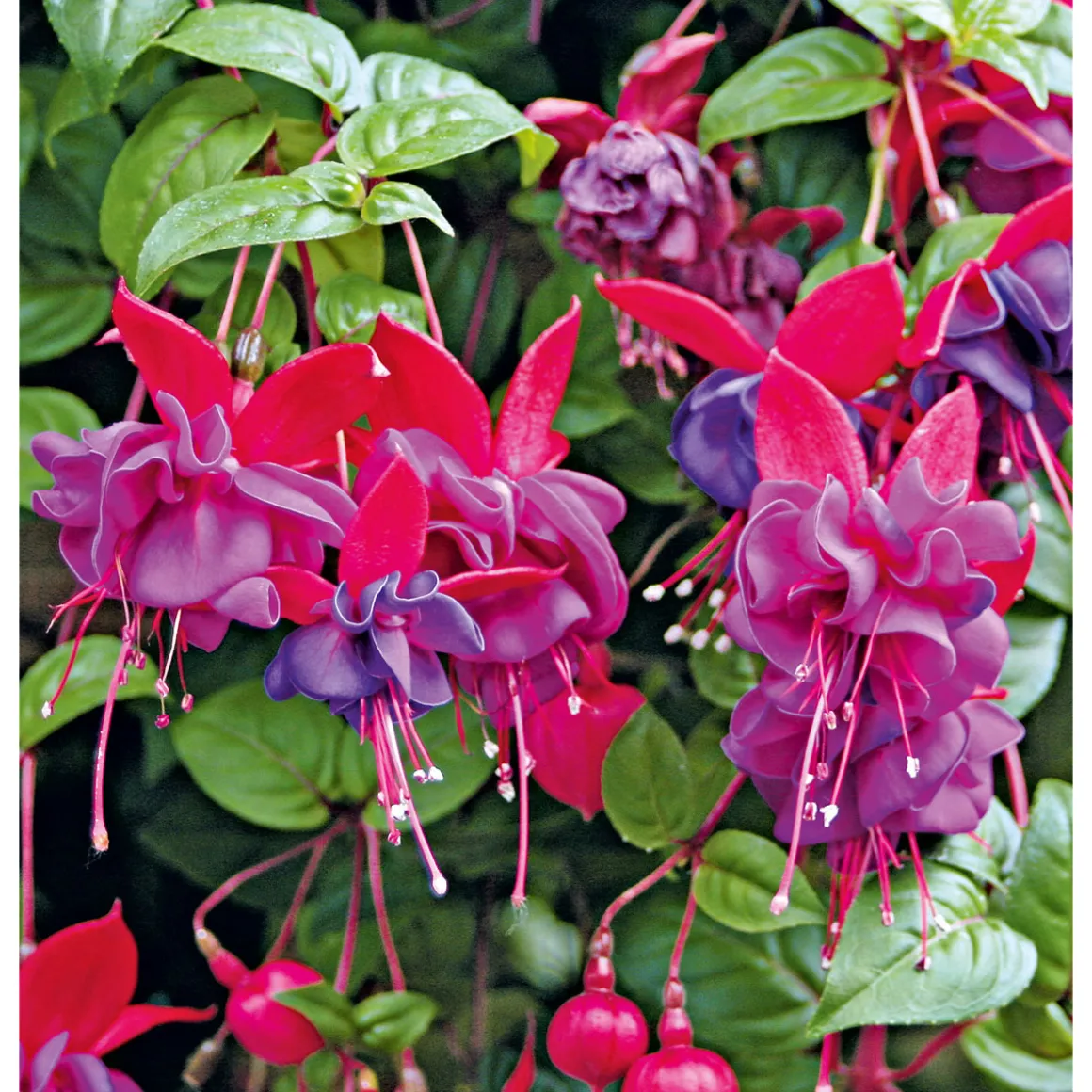 Plantiflor Fuchsie stehend Topf Durchmesser 12 cm