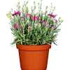 Plantiflor Garten-Nelke Topf Durchmesser 12 cm