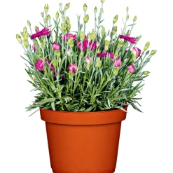 Plantiflor Garten-Nelke Topf Durchmesser 12 cm