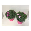 Plantiflor Gartennelke verschiedene Farben T17