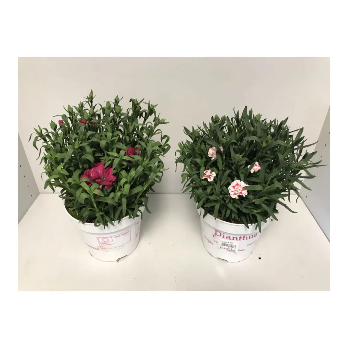 Plantiflor Gartennelke verschiedene Farben T17