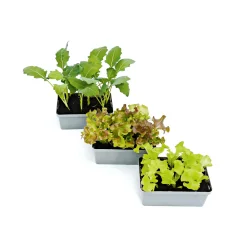 Plantiflor Gemüsejungpflanzen 6er-Pack