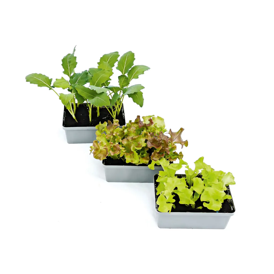 Plantiflor Gemüsejungpflanzen 6er-Pack