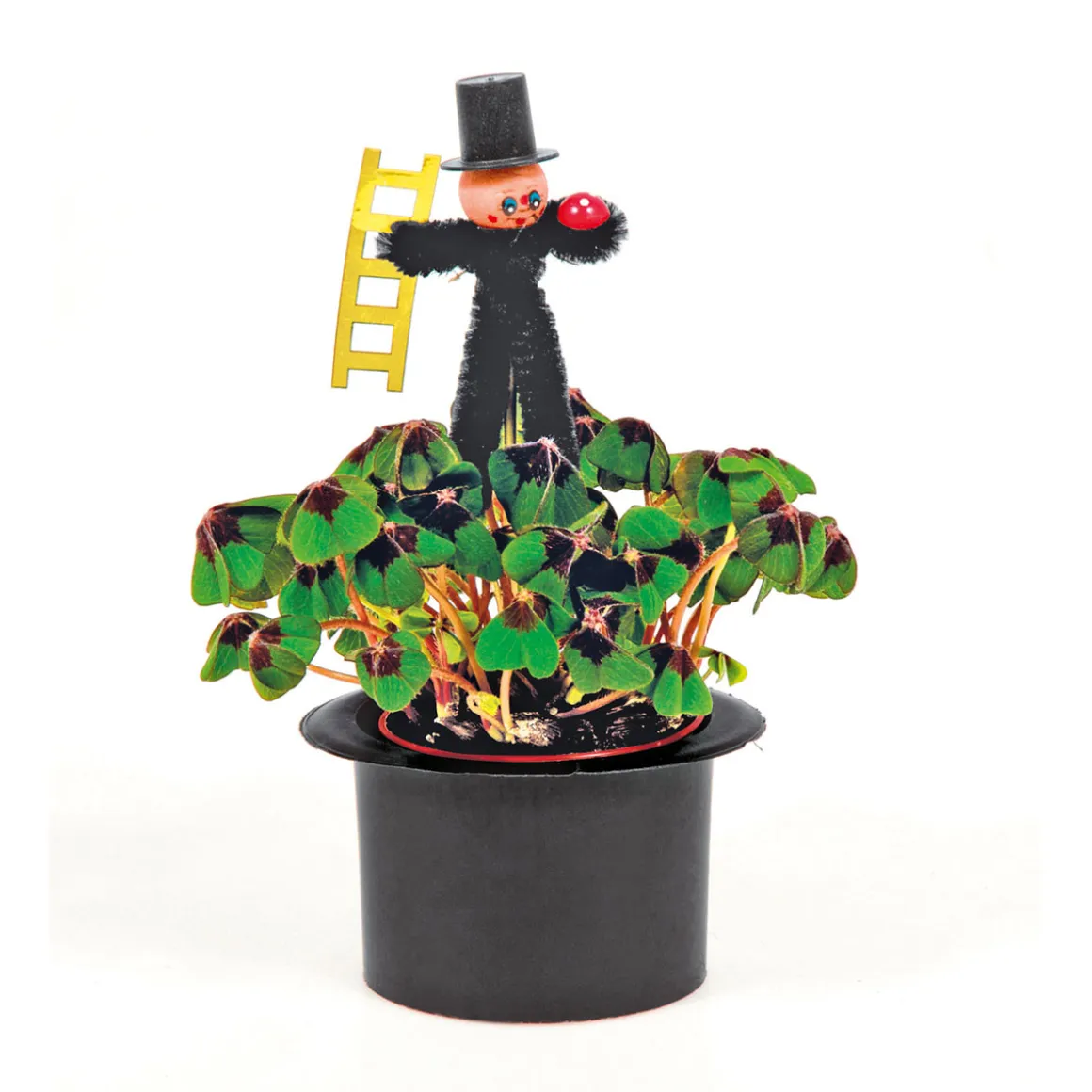 Plantiflor Glücksklee Topf Durchmesser 6 cm