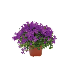 Plantiflor Glockenblume blau Topf 11 cm