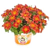 Plantiflor Goldmarie Taka Tuka Topf Durchmesser 12 cm
