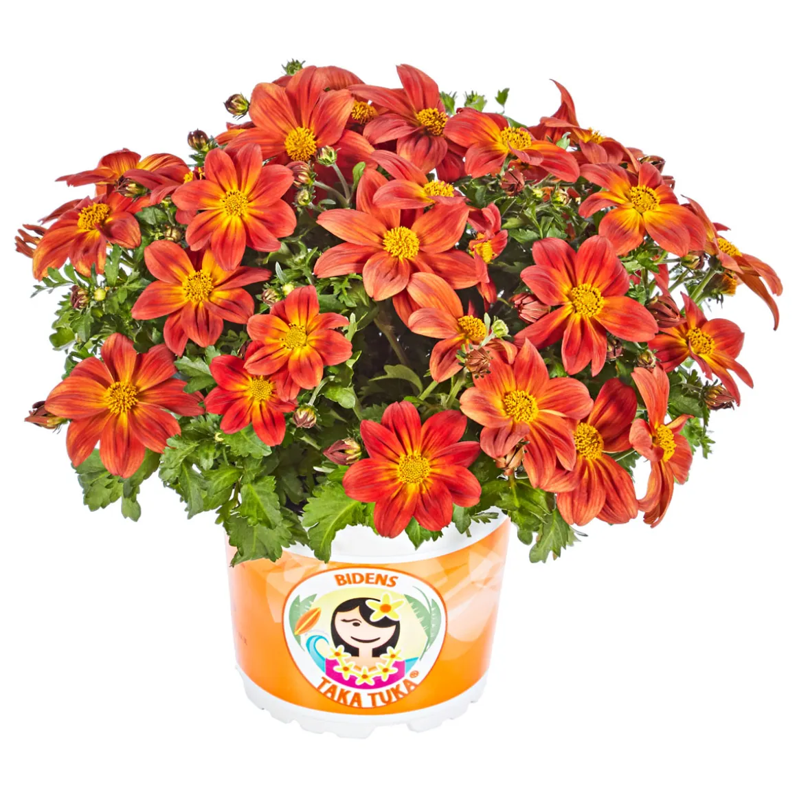 Plantiflor Goldmarie Taka Tuka Topf Durchmesser 12 cm