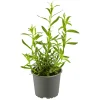 Plantiflor Gourmetkräuter Estragon Topf 12 cm