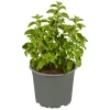 Plantiflor Gourmetkräuter Majoran Topf 12 cm
