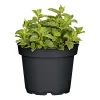 Plantiflor Gourmetkräuter Marokkansiche Minze Topf Durchmesser 12 cm