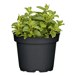Plantiflor Gourmetkräuter Marokkansiche Minze Topf Durchmesser 12 cm