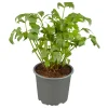 Plantiflor Gourmetkräuter Liebstöckel Topf 12 cm