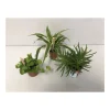 Plantiflor Grün-Mix T6