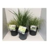 Plantiflor Gräser Sortiment T19