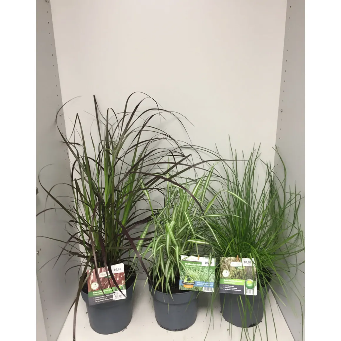 Plantiflor Gräser Sortiment T19