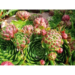 Plantiflor Hauswurz Topf-Ø 10,5 cm