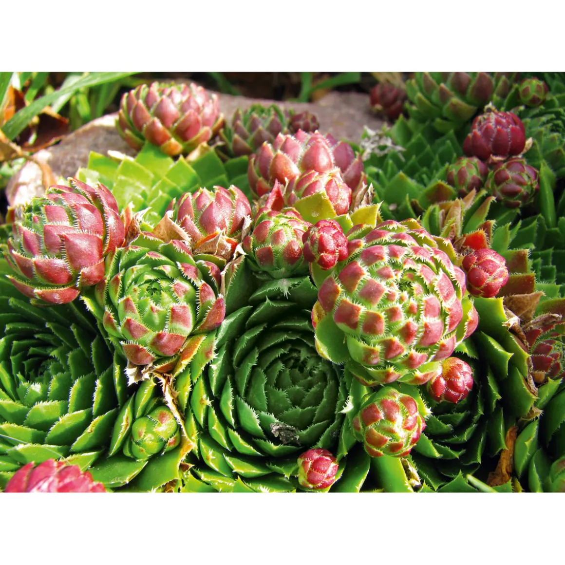 Plantiflor Hauswurz Topf-Ø 10,5 cm