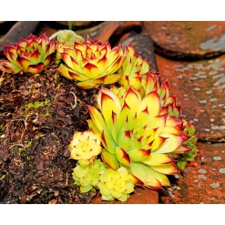 Plantiflor Hauswurz Topf-Ø 10,5 cm