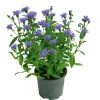 Plantiflor Herbstaster Trio Topf Durchmesser 13 cm