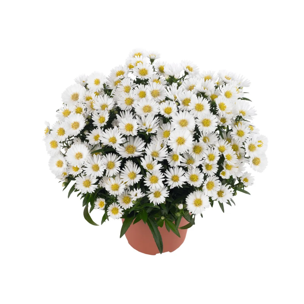 Plantiflor Herbst-Aster Topf Durchmesser 11 cm