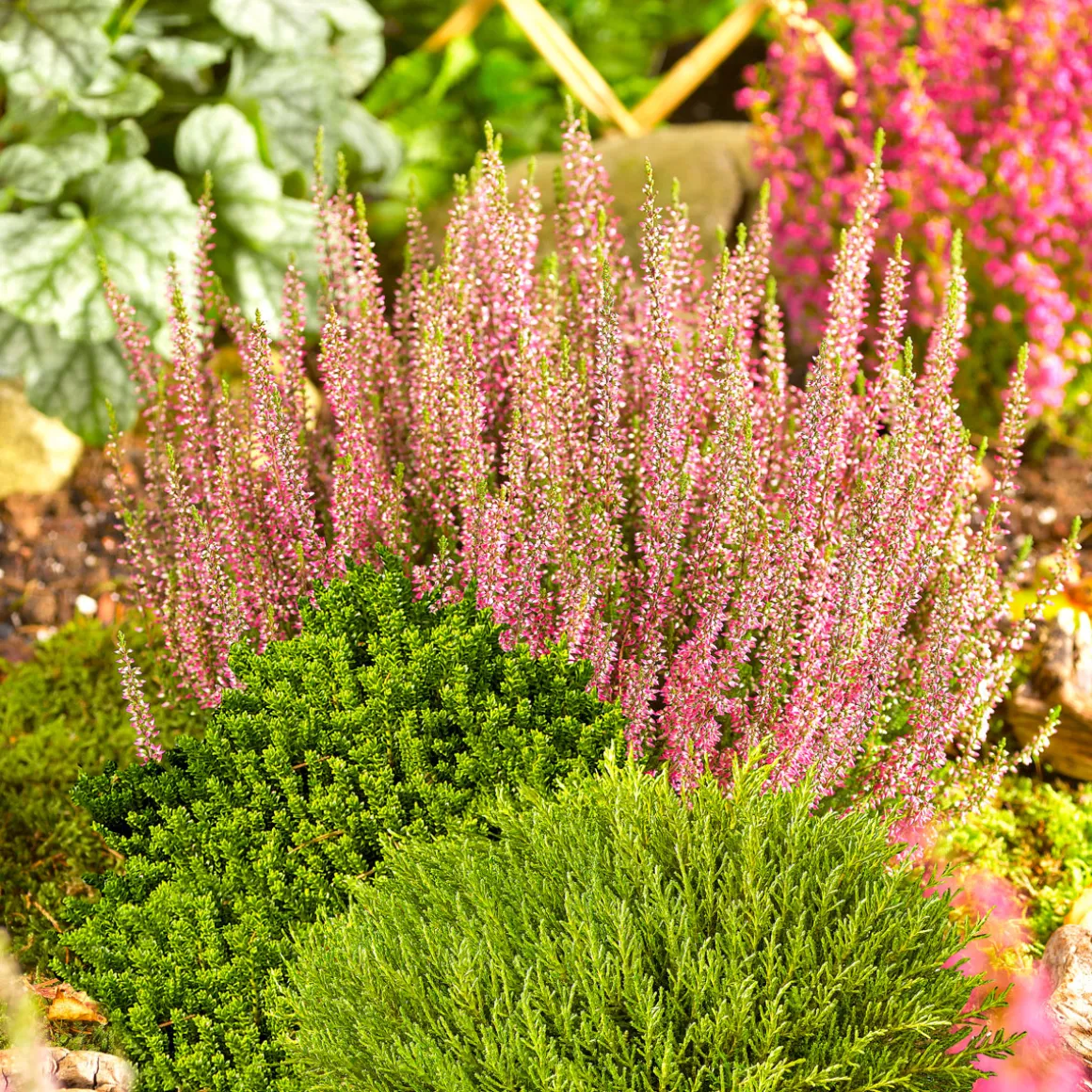 Plantiflor Herbsttray 6er-Pack Topf Durchmesser 9 cm