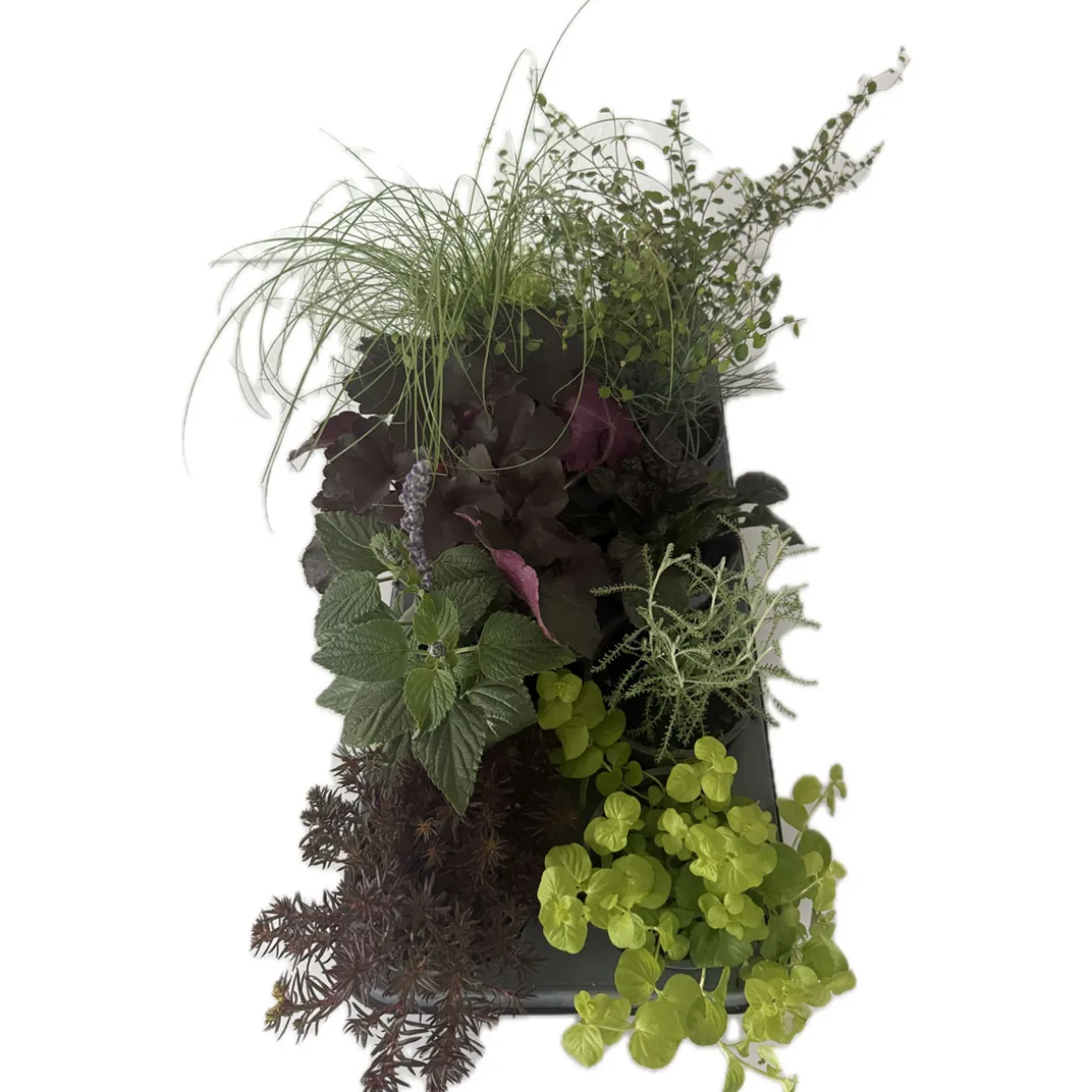Plantiflor Herbstzauber verschiedene Sorten Topf Durchmesser 11 cm