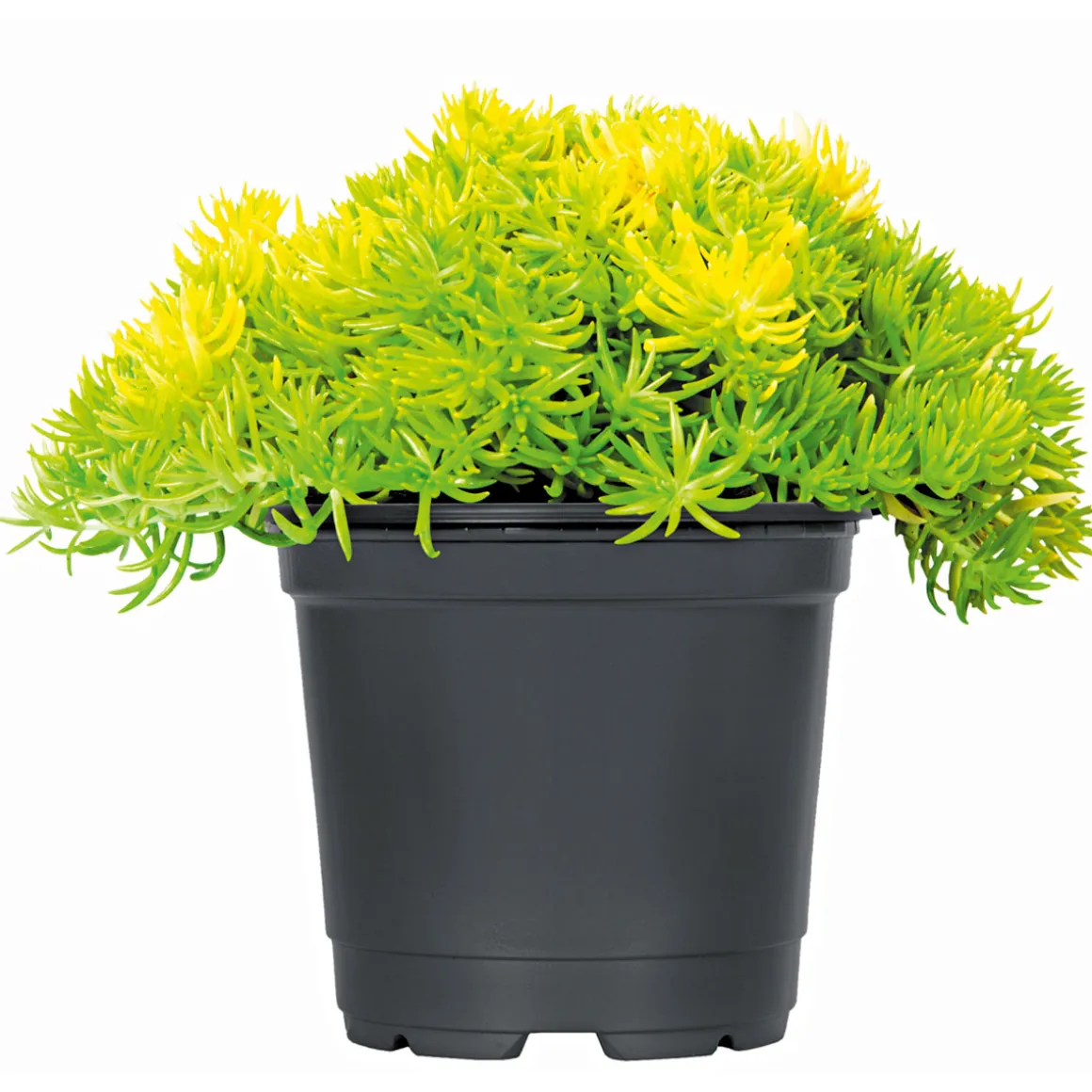 Plantiflor Herbstzauber verschiedene Sorten Topf Durchmesser 11 cm