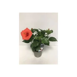 Plantiflor Hibiskus T13